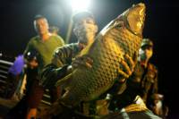 Thông tin mới nhất về vụ cá chết tại Hồ Tây Hà Nội